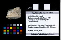 Foto (Objekt + Etikett) von Goniodromites bidentatus (Reuss, 1858)  (NHMW-GEO-1990-0041-2685)